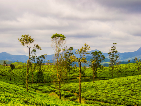 നീലഗിരി ചായയുടെ പിന്നിലെ സ്ഥലം
