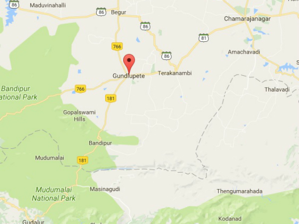 Gundlupet the paradise of sunflower