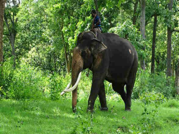  തെപ്പക്കാട് ആനക്യാംപ്
