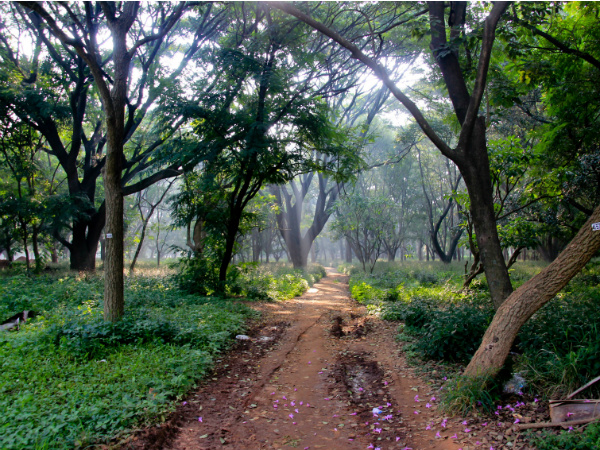 ബഹളം വേണ്ട: കാടിനുള്ളില്‍ നമുക്ക് നിശബ്ദരാവാം