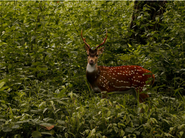 മൃഗങ്ങളെ പ്രകോപിപ്പിക്കാതിരിക്കുക