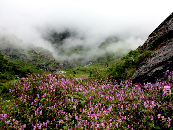 ആന്റലോപ് വാലിക്കു പകരം പൂക്കളുടെ താഴ്‌വര
