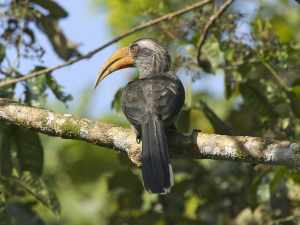 മുണ്ടേരിക്കടവ് പക്ഷിസങ്കേതം 
