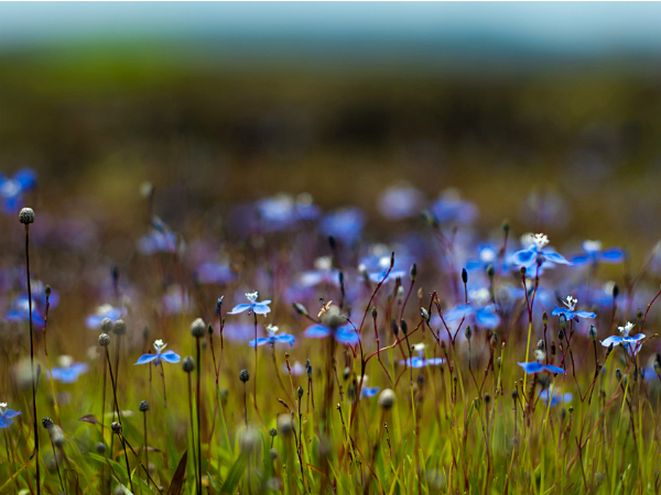 മാടായിപ്പാറ 