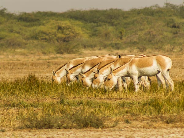 ഇന്ത്യന്‍ വൈല്‍ഡ് ആസ് സാങ്ച്വറി