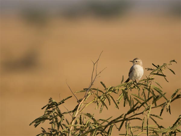 ബണ്ണി ഗ്രാസ് ലാന്‍ഡ് 
