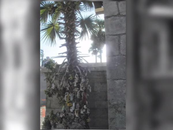  അത്ഭുത പനമരം