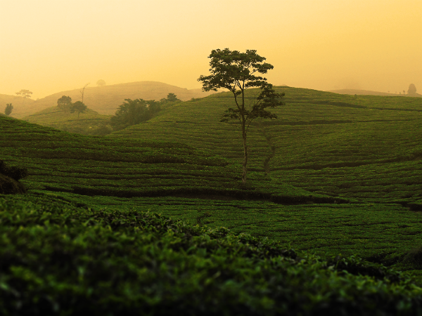  ഡാര്‍ജലിങ്