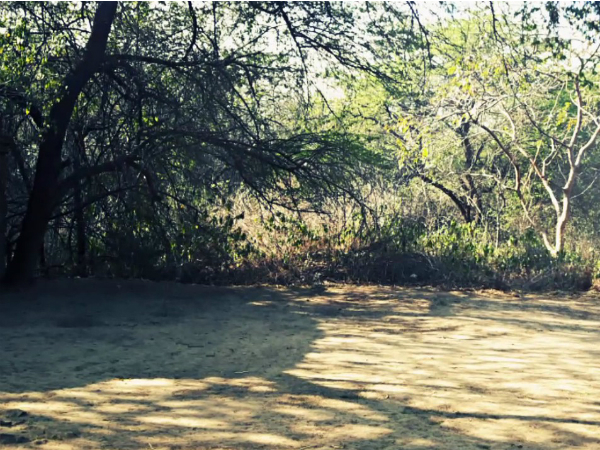 സഞ്ജയ് വനം