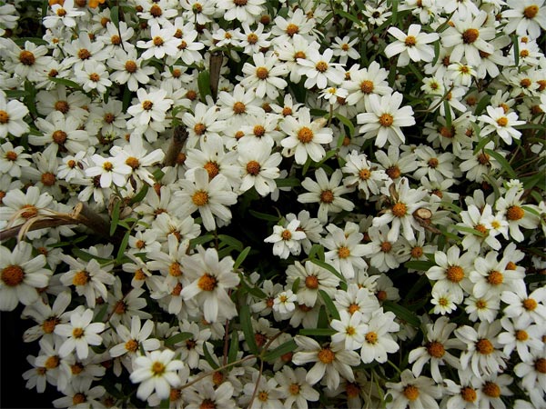 പൂന്തോട്ട നഗരത്തിലെ പുഷ്പമേള