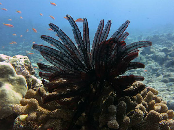 ലക്ഷദ്വീപിലെ പവിഴപ്പുറ്റുകള്‍