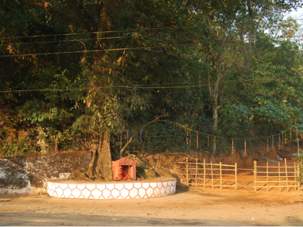 ചങ്ങലമരം