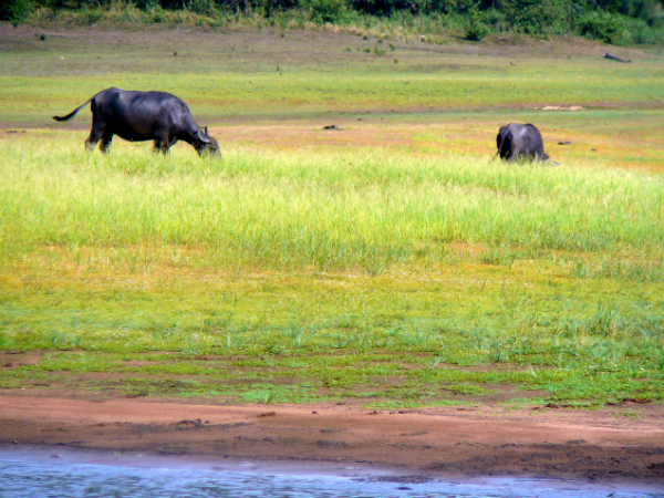 തേക്കടിയുടെ ഓണസമ്മാനം