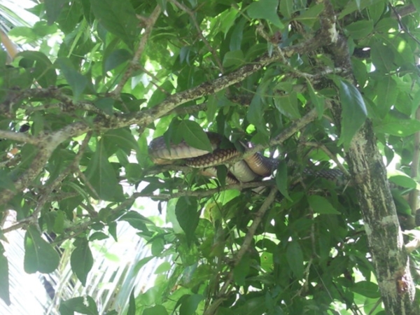 തുടരുന്ന സര്‍പ്പസാന്നിധ്യം