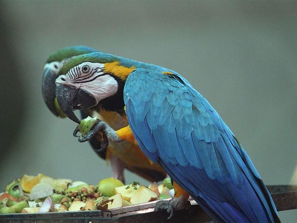 അരിഞ്ഞാര്‍ അണ്ണാ സുവോളജിക്കല്‍ പാര്‍ക്ക്