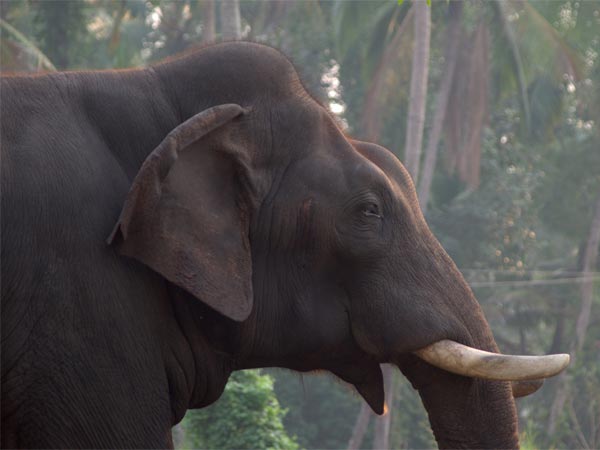 അമൃത്തി സുവോളജിക്കല്‍ വെല്ലോര്‍ പാര്‍ക്ക് 