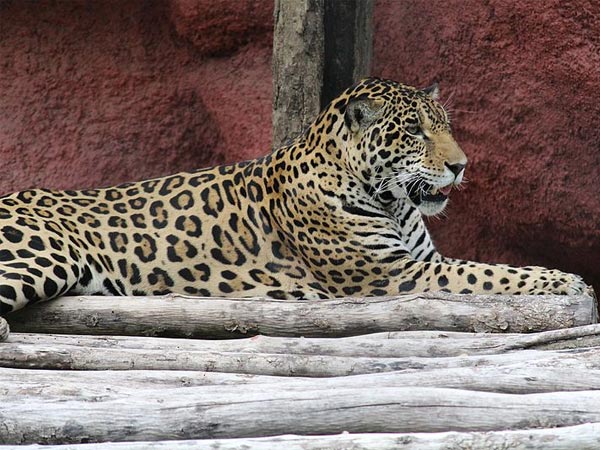 നെഹ്‌റു സുവോളജിക്കല്‍ പാര്‍ക്ക്, ഹൈദരാബാദ്