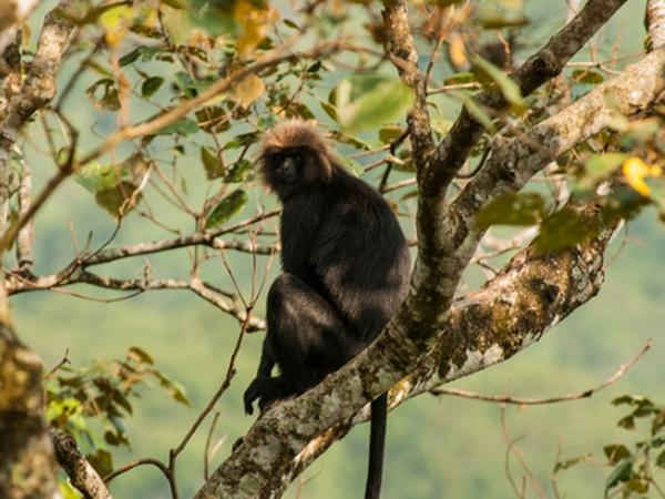 ചിന്നക്കല്ലാര്‍ വെള്ളച്ചാട്ടം