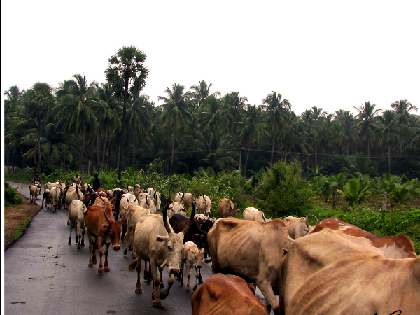 ഗ്രാമഭംഗി