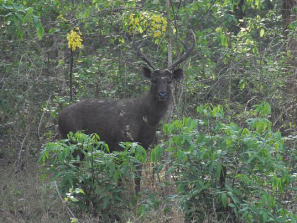 മണിപ്പൂര്‍ സുവോളജിക്കല്‍ ഗാര്‍ഡന്‍