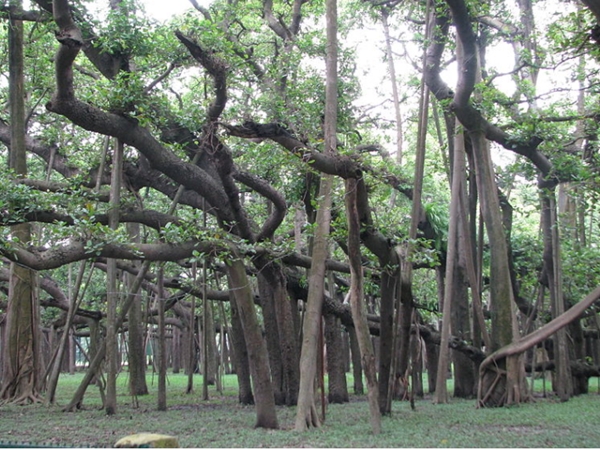 ഗ്രേറ്റ് ബനിയന്‍ ട്രീ