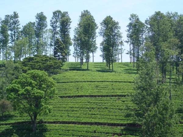 ഊട്ടിക്കടുത്ത്