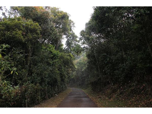 ലോങ്ങ് വുഡ് ഷോലെ