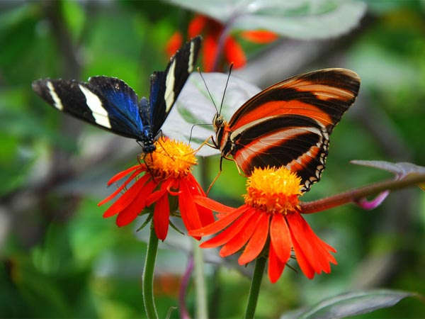 butterfly parks in india