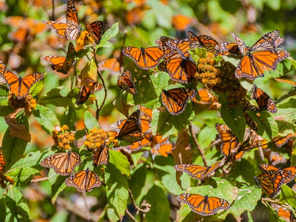 butterfly parks in india