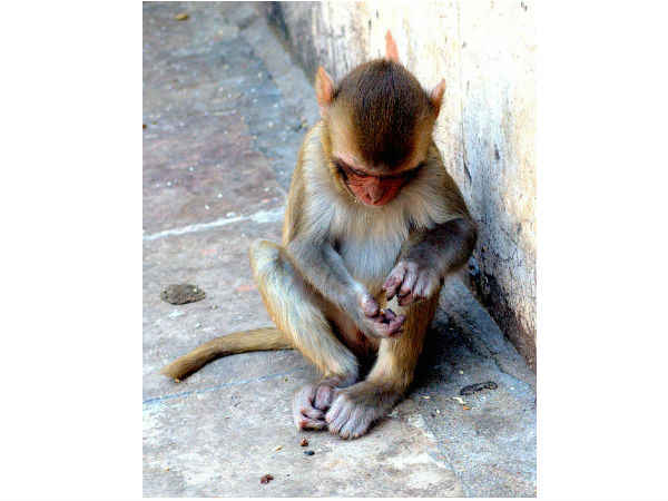 Guide to Galtaji temple at Jaipur