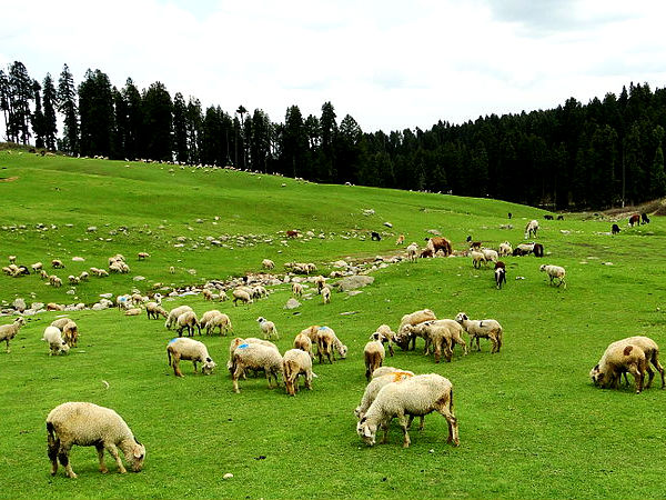 ധൂത്പത്രി