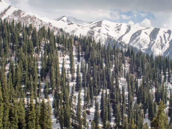 സിന്‍താന്‍ ടോപ്പ്