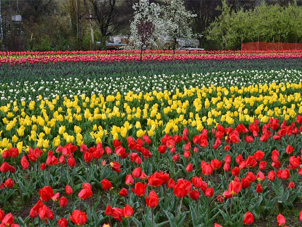 ഇന്ദിരാഗാന്ധി മെമ്മോറിയല്‍ ട്യൂലിപ് ഗാര്‍ഡന്‍ 