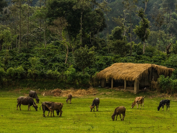 കൂര്‍ഗ്