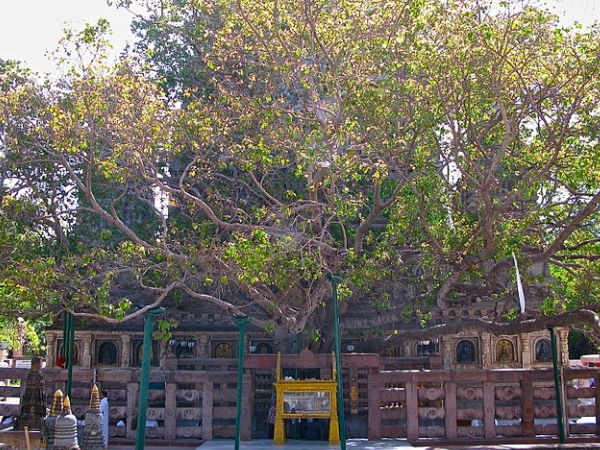  മഹാബോധി വിഹാര്‍