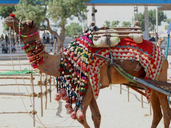 പുഷ്‌കറിലെ ഒട്ടകമേള