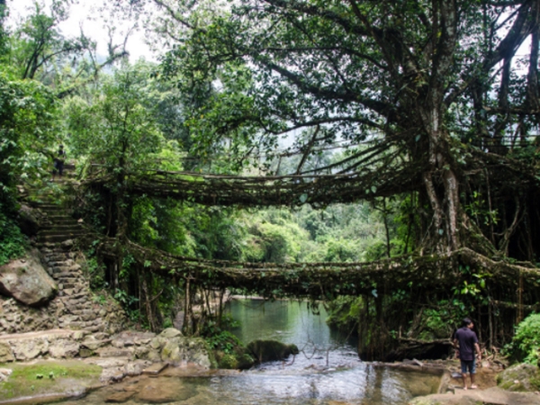 ജീവിക്കുന്ന പാലം കാണാന്‍ മേഘാലയിലേക്ക് പോകാം
