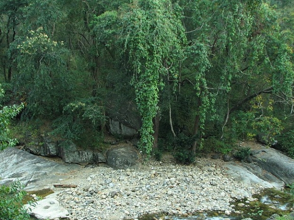 രണ്ടായിരം തരം ഔഷധച്ചെടികള്‍