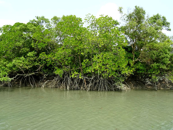 സുന്ദര്‍ബന്‍സ്