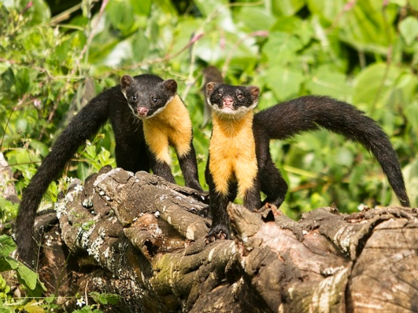 അപൂര്‍വ്വമായ പക്ഷിമൃഗാദികള്