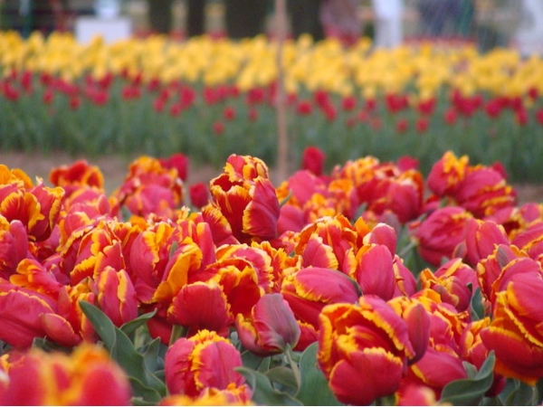 ട്യൂലിപ് ഗാര്‍ഡന്‍ ശ്രീനഗര്‍