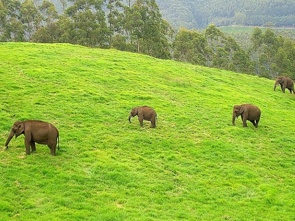 ആനത്താര