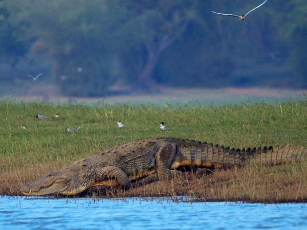 വന്യജീവികളെ കാണാന്‍