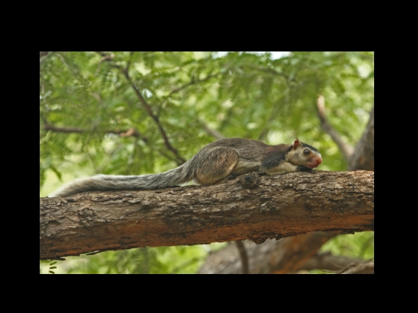 മടിയന്‍മാരായ അണ്ണാന്‍മാര്‍