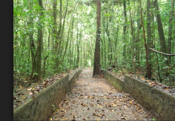 വനത്തിനുള്ളിലെ ക്ഷേത്രങ്ങള്‍ 