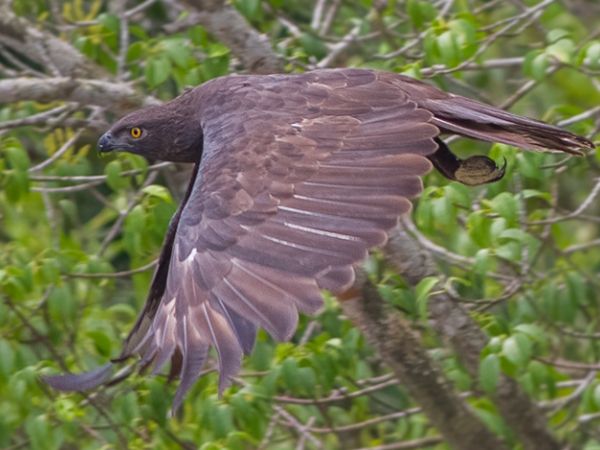 പക്ഷികള്‍
