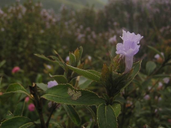 മറയൂരിലെ നീലക്കുറിഞ്ഞി