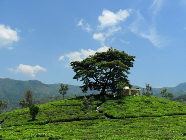 കോത്താഗിരി