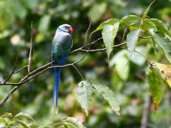 തട്ടേക്കാട് പക്ഷി സങ്കേതം