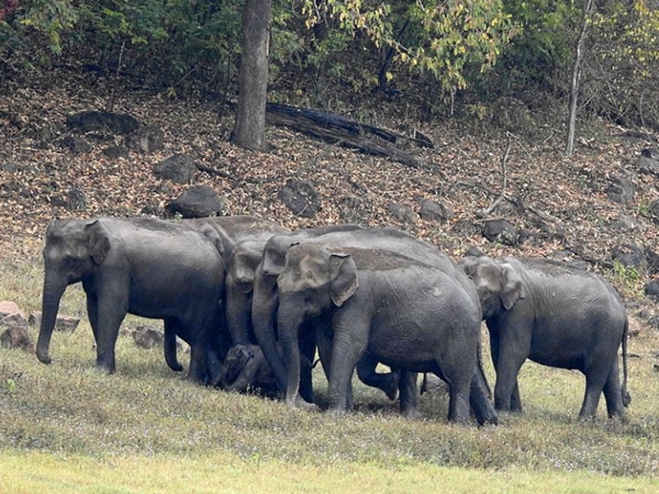 പെരിയാര്‍ നാഷണല്‍ പാര്‍ക്ക്